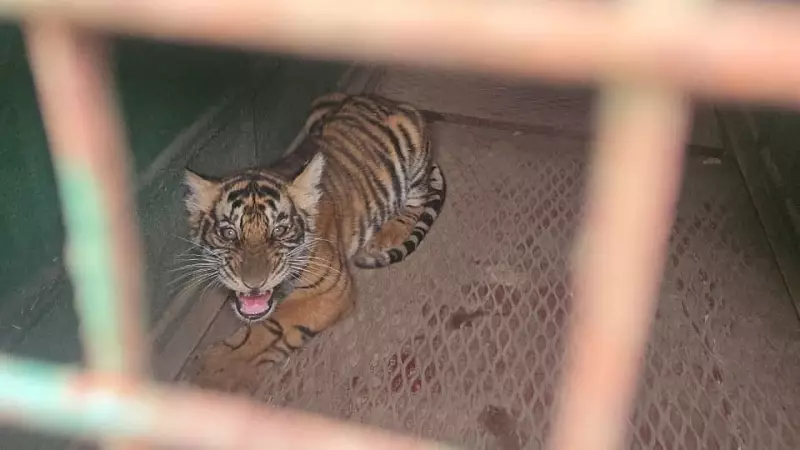 Four Tiger Cubs Rescued, Reunited with Mother in Karnataka's Hunsur
