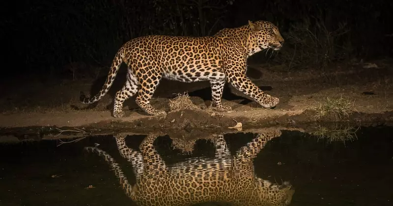 From Pursuit to Preservation: How Camera Traps Are Revolutionising Wildlife Conservation