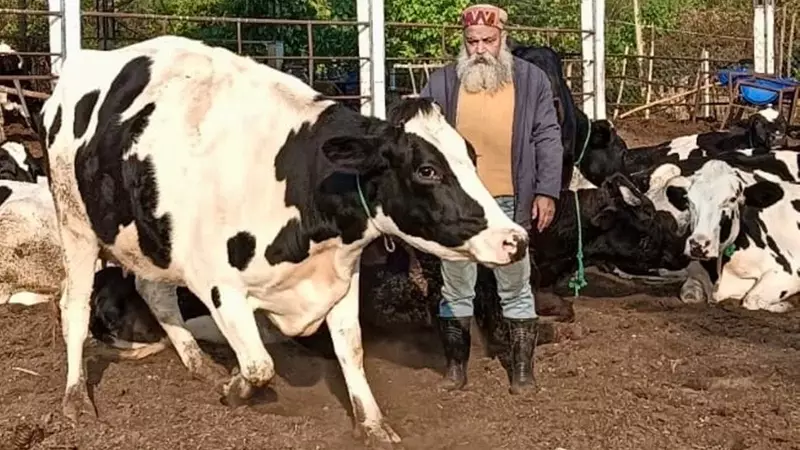 From Rs 16 Lakh Loan to Rs 1 Crore Empire: Hoshiarpur Farmer's Dairy Success