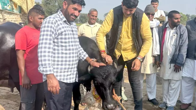 GADVASU Receives Elite Murrah Calf Gift from Haryana Farmer to Boost Genetics