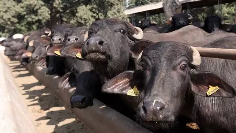 Gandhinagar Village on Alert After Mysterious Animal Kills Two Buffalo Calves