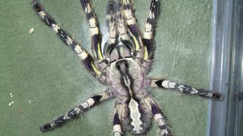 Giant Arachnids of India: Meet the 7 Largest Spider Species Roaming the Subcontinent