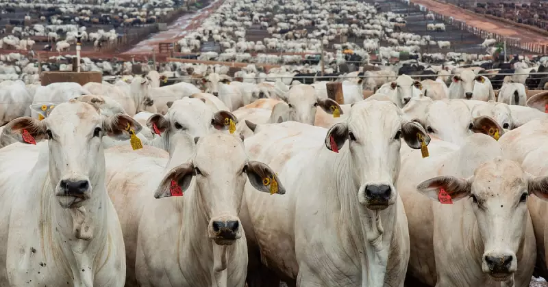 Global Snapshot: Snowy Hungary, Argentine Wildfires & Kashmir's Birds on Jan 8, 2026