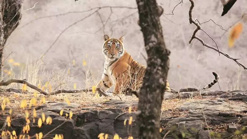 Goa Government Rejects Tiger Reserve Status Despite Transient Tiger Presence | Wildlife Conservation Debate