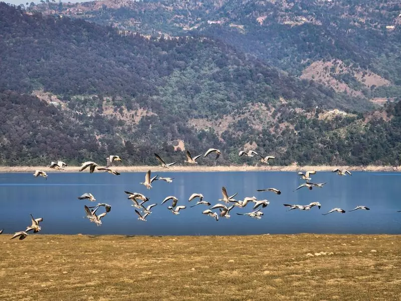Gobind Sagar Lake's Shallow Waters Attract Record Migratory Bird Numbers