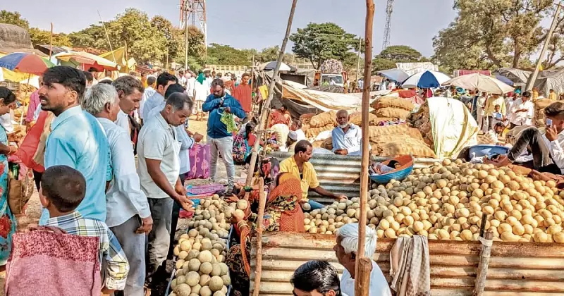 Godachi's Wood Apple Festival: A Unique Blend of Health & Tradition in Karnataka