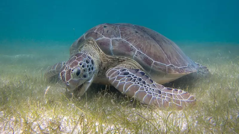 Green Sea Turtles No Longer Endangered: A 28% Population Rise Since 1970s