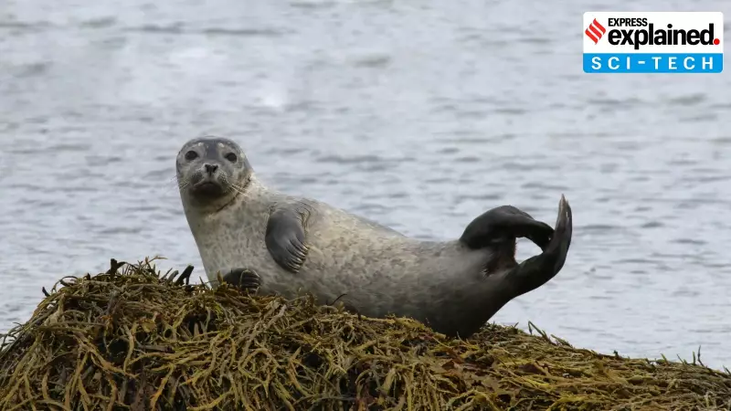 Grey Seal Milk Has 332 Sugars, Beats Human Milk Complexity