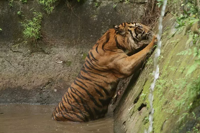 Gujarat Raid: Over 40 Tiger Skins, 133 Nails Seized in Narmada