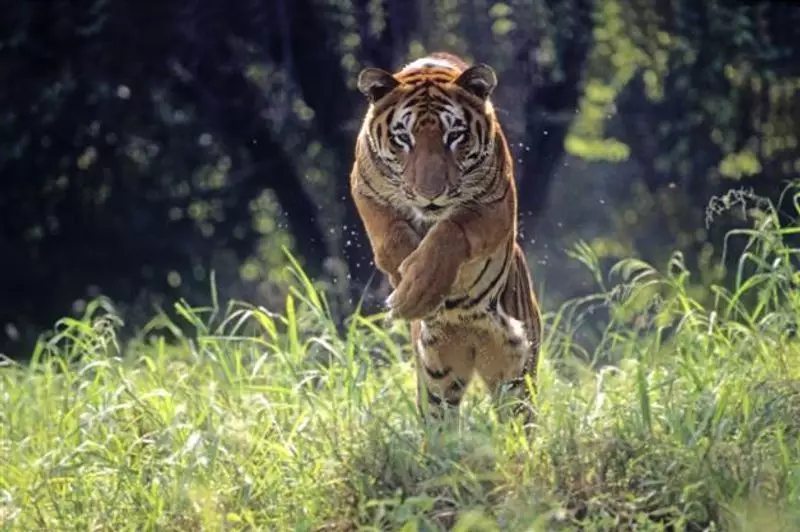 Gujarat Rejoins India's Tiger Map After 30+ Years with New Sighting