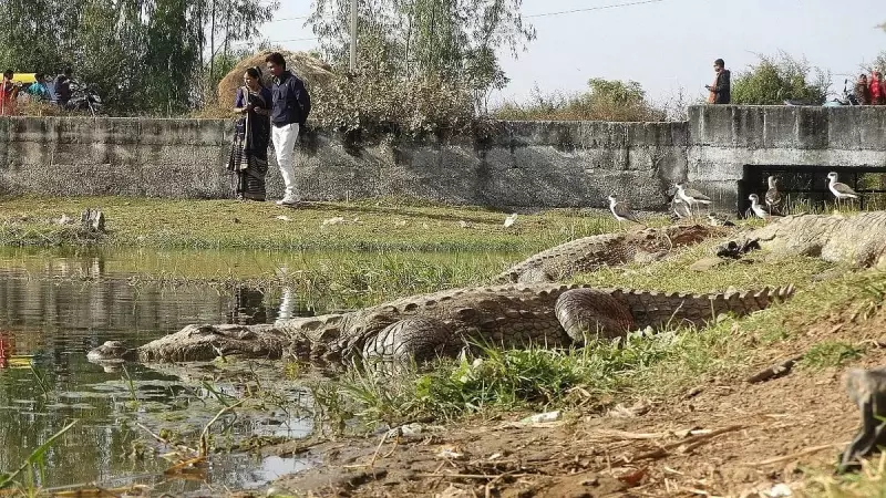 Gujarat's Remarkable Coexistence: How Villagers Live Peacefully Alongside Crocodiles