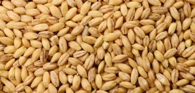 Haryana Announces ₹2000 Crore Subsidy for Wheat & Barley Farmers