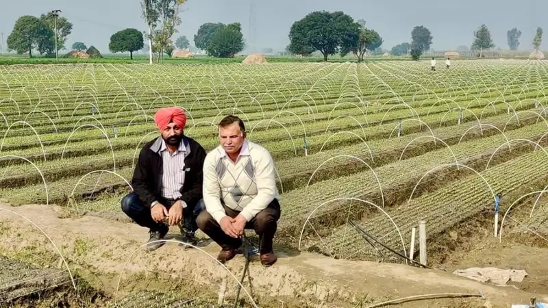 Haryana Farmer Sells 10 Crore Nursery Plants with Innovative Irrigation