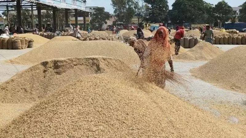 Haryana Paddy Scam: Ex-Market Panel Secretary & 6 Others Booked for 2022-23 Fraud