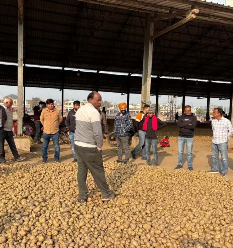 Haryana Potato Farmers Face Price Crash, Fear Rs 100 Crore Loss