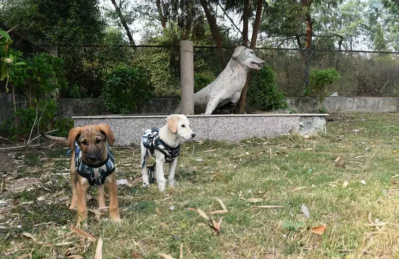 Haryana's First Canine Park in Panchkula Falls into Disrepair