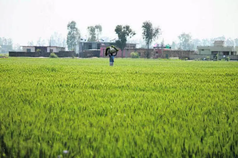 Haryana's New UID for Farmers: Aims to Streamline Subsidies & Curb Fraud