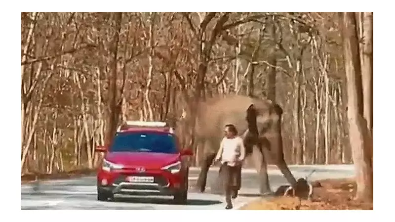 Human-Animal Conflict Intensifies in Karnataka's Protected Forests