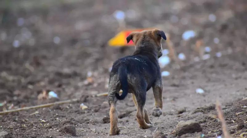 Hyderabad Man Booked for Deliberately Crushing Puppy Under Car