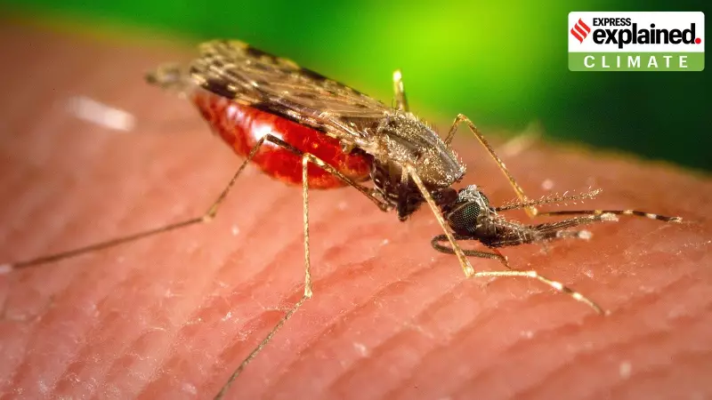 Iceland's Mosquito Mystery: Why The Land of Fire and Ice Has Fewer Biting Pests