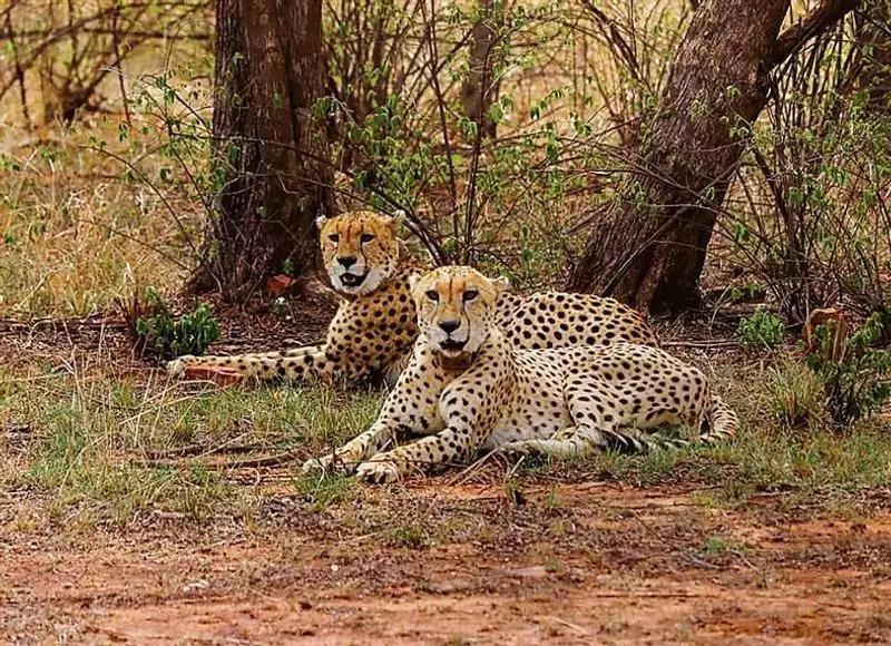 India & Botswana Sign Historic Cheetah Translocation Pact