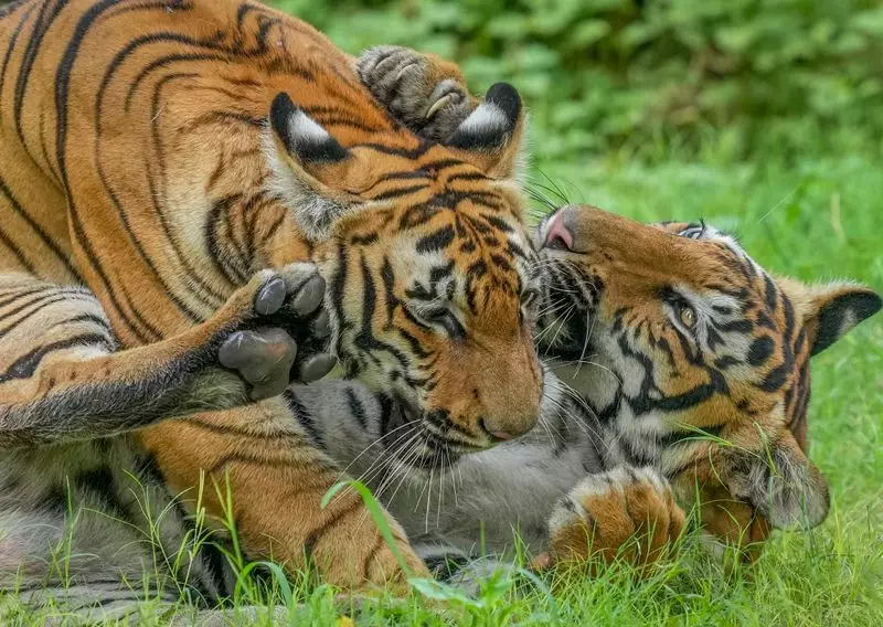 India at COP30 Urges Global Action to Save Big Cats from Extinction