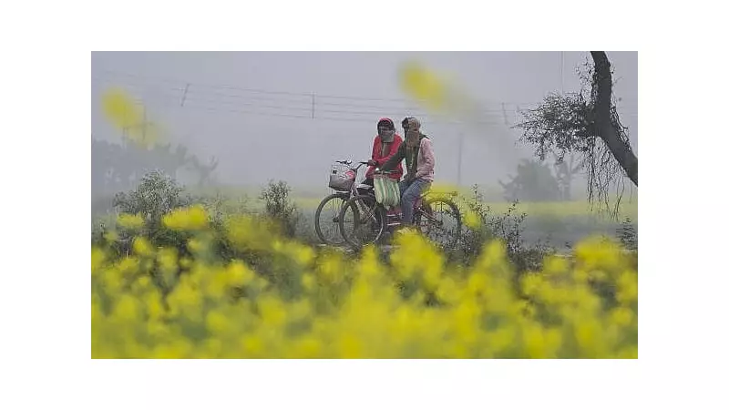 India Braces for Colder January, Boosting Winter Crop Hopes