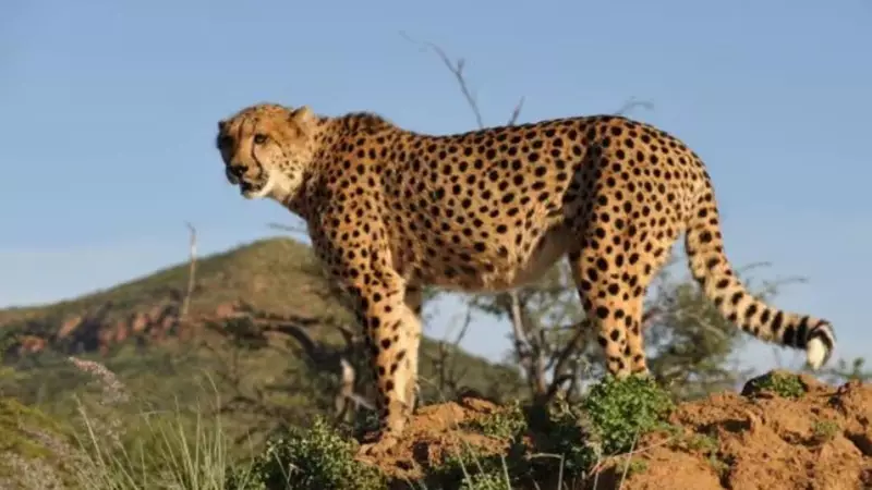 India Set to Welcome 5 Botswana Cheetahs by Early 2025: Key Details