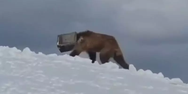 Indian Army's Heartwarming Rescue: Saving a Stranded Bear in Siachen's Frozen Wasteland