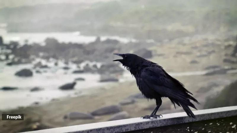 Indian Crows: The Genius Birds Among Us, Experts Reveal Their Intelligence