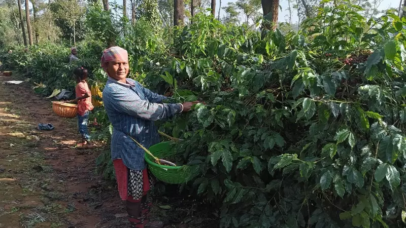 India's Coffee Output Sees Marginal Growth in FY26 Amid Climate Challenges