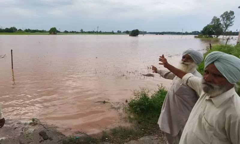 India's Crops Ravaged by Erratic Monsoon: Farmers Face Ruin as Late Rains Wreak Havoc