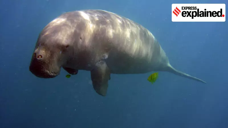 India's Dugong Crisis: Only 250 Sea Cows Remain Amid Habitat Loss