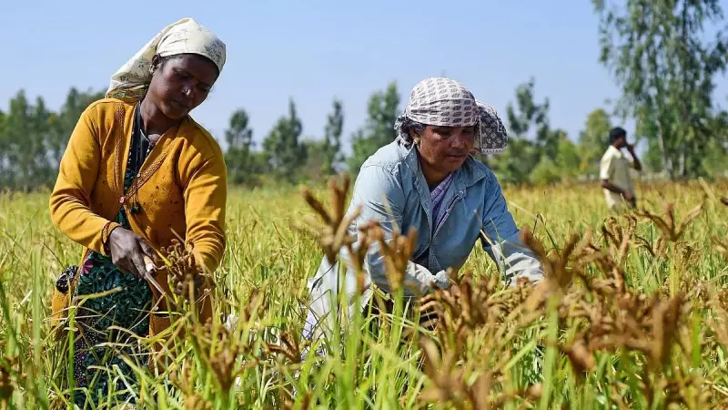 India's Kharif Food Grain Output Hits 173.3 Million Tonnes