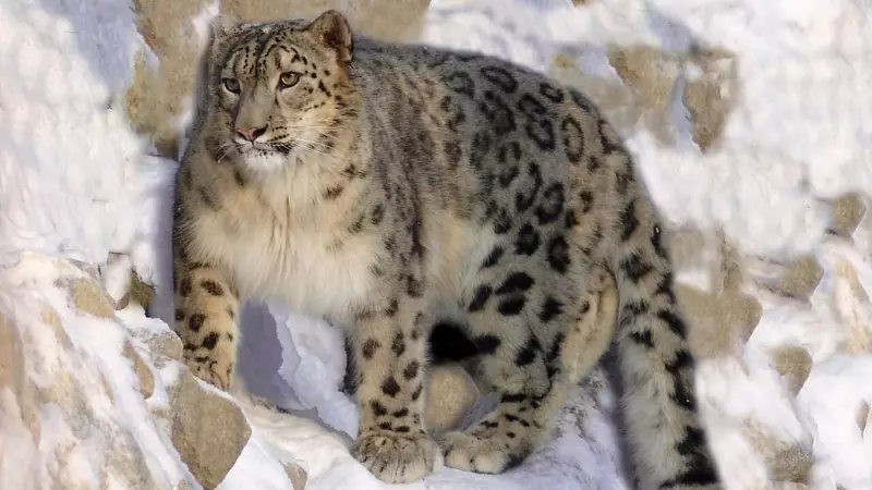 India's Snow Leopard Count Revealed: 718 Ghosts of the Mountains