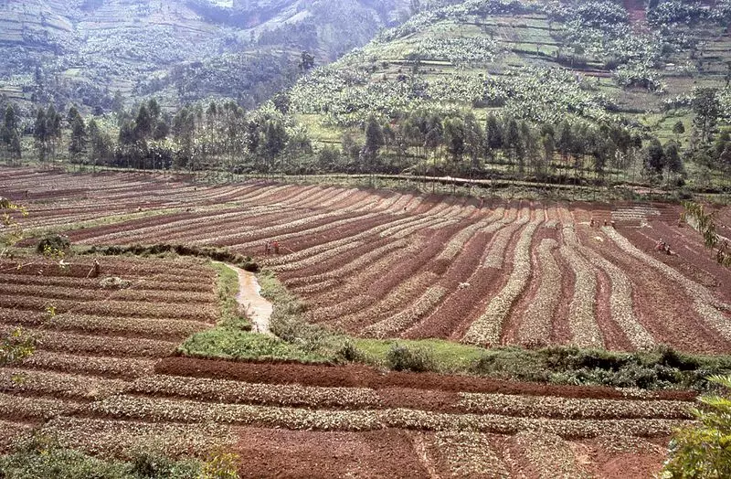 India's Soil Crisis: How Diverse Soils Shape Agriculture and Food Security