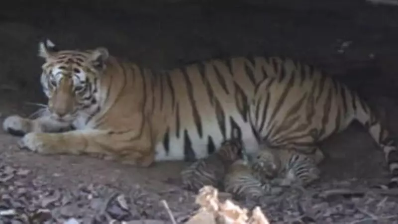 India's Third Cheetah Home Faces Tiger Challenge: 25 Big Cats Share Kuno's Territory