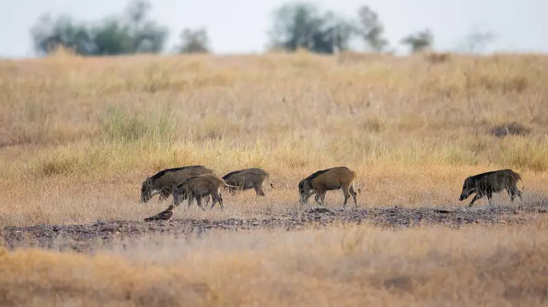 Invasive Pigs Threaten Wildlife at Rajasthan's Desert National Park