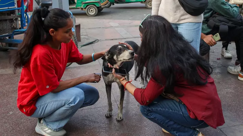 JNU Community Reacts to SC Stray Dog Order: 'How Will We Let Them Go?'