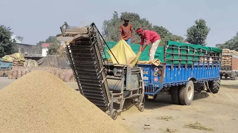 Kapurthala's Paddy Procurement Soars: Over 3.64 Lakh Metric Tons Purchased in Local Markets
