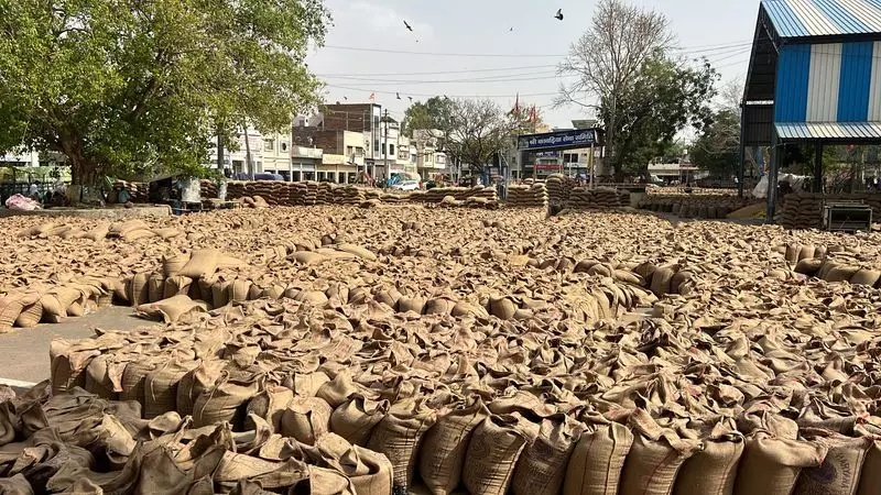 Karnal Paddy Procurement Scandal: Market Secretary & 3 Others Face FIR for Massive Irregularities