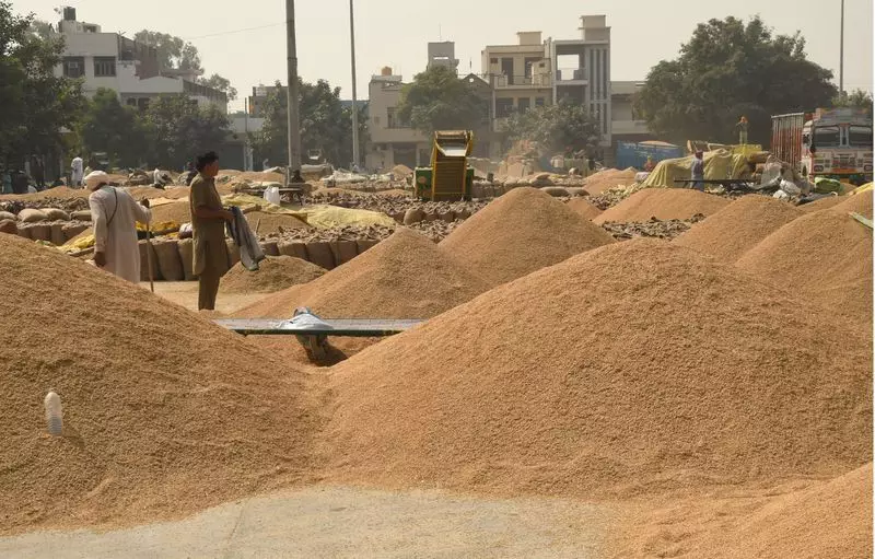 Karnal Paddy Scam: SIT Uncovers 118 'Ghost Trucks' in Procurement Fraud