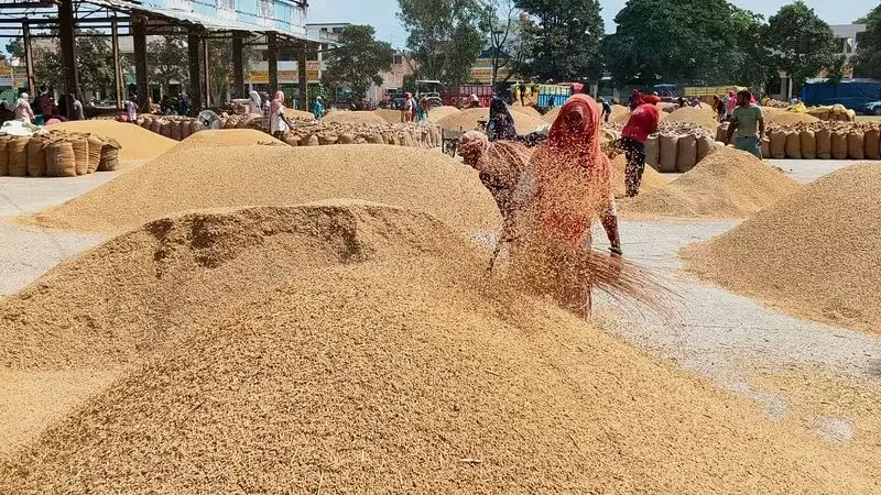 Karnal Paddy Scandal: Millers Got 1.5 Lakh MT Beyond Capacity