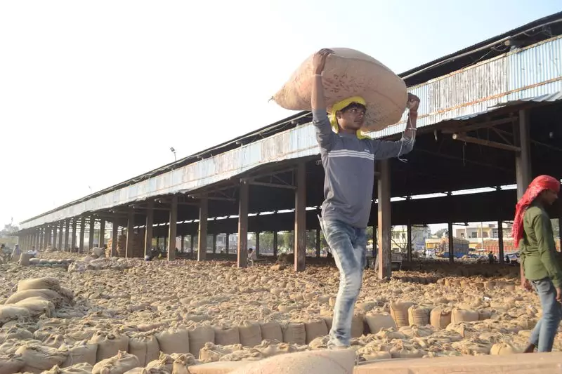 Karnal's Paddy Puzzle: District Administration Launches Probe Into Mysterious Grain Arrivals