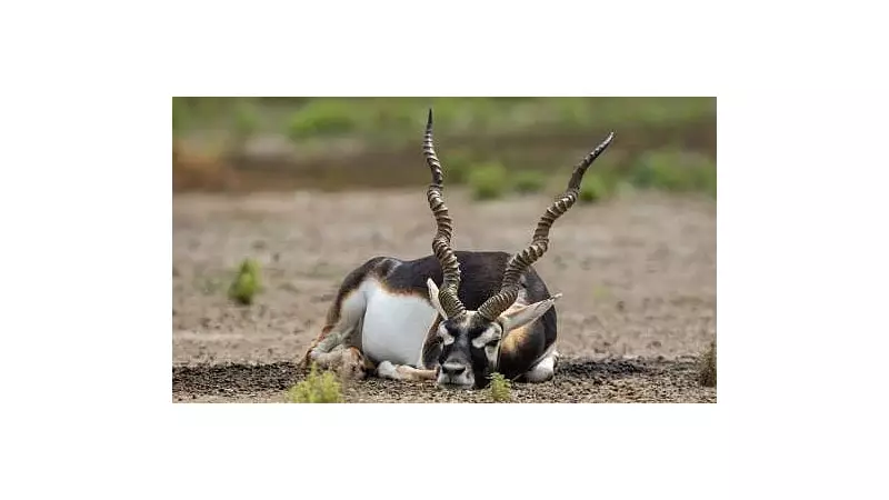 Karnataka Blackbuck Poaching: Eshwar Khandre Orders Probe Into Alleged Cover-Up