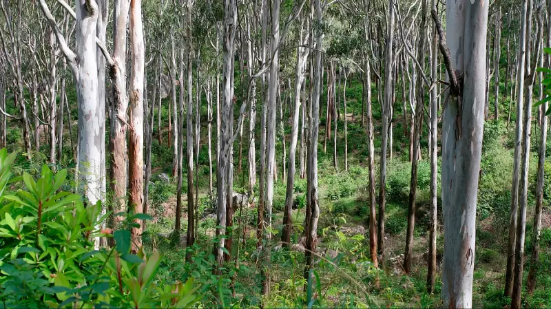 Karnataka Forest Conservation Fails Without Local Communities, Say Experts