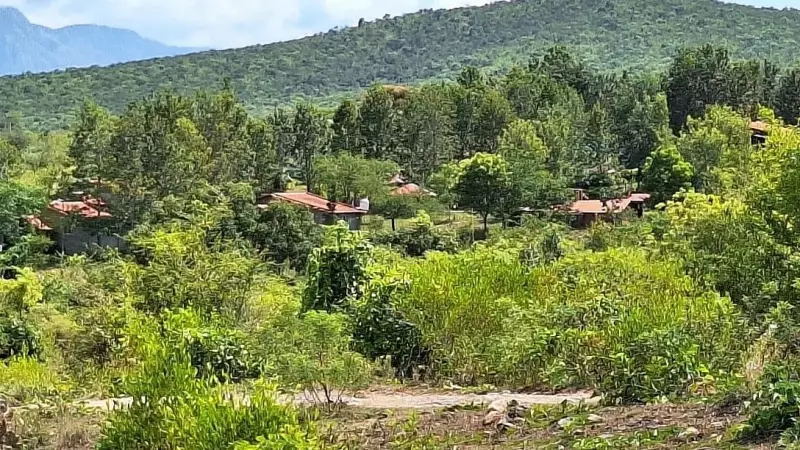 Karnataka Forest Dept Ordered to Probe Illegal Resorts in Eco-Sensitive Zones After 8-Year Delay