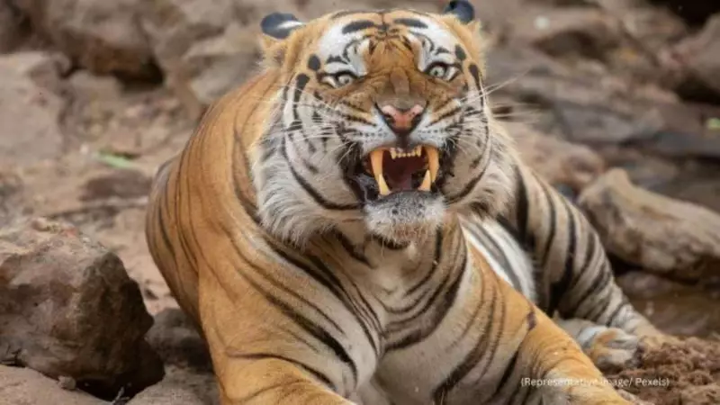Karnataka Forest Minister Takes Action After Deadly Tiger Attack Claims Farmer's Life