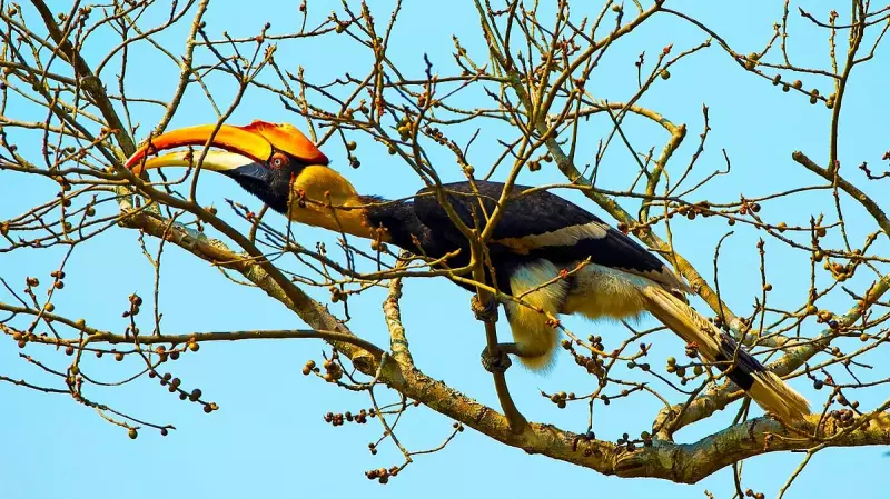Karnataka's Dandeli Hosts Two-Day Hornbill Festival from Jan 16
