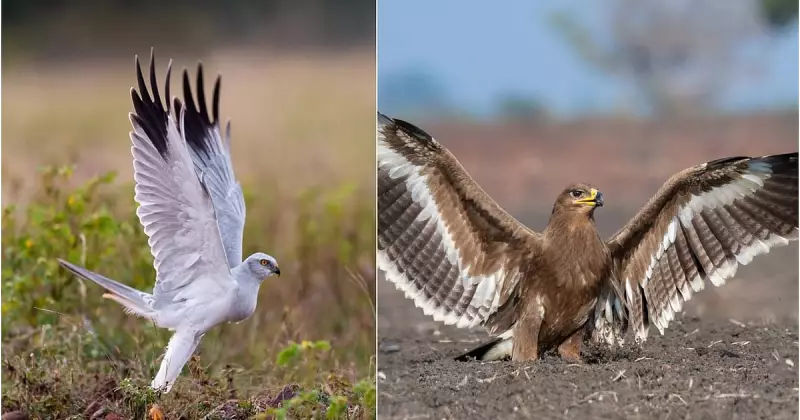 Karnataka's Migratory Bird Decline: Conservation Crisis Looms